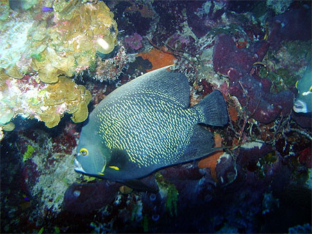 Poisson ange