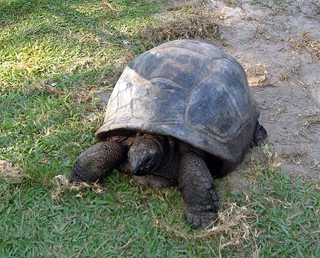 Tortues des Seychelles