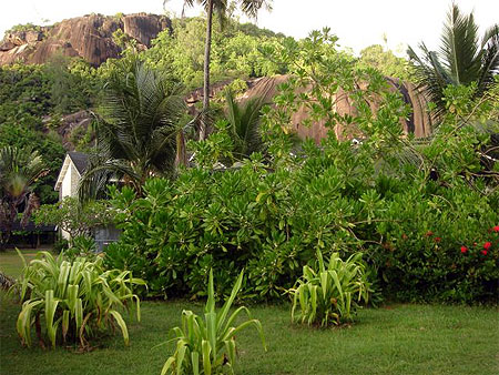 Verdure sous canicule
