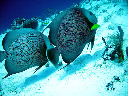 Couple de poissons ange