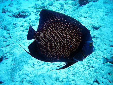Angel fish