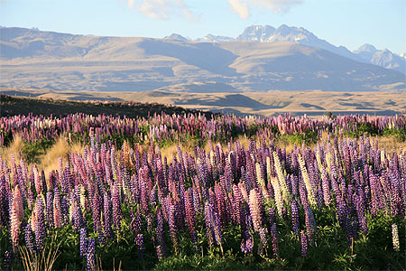Tekapo en fleurs