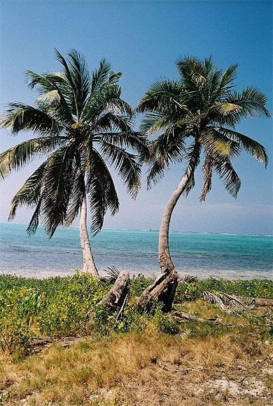 Palmiers de Belize