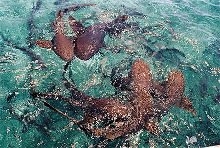 Requins