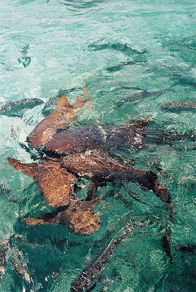 Requins nourrices