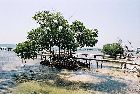 Mangrove