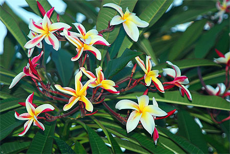 Tiare de Polynesie