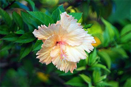 Hibiscus de Polynesie