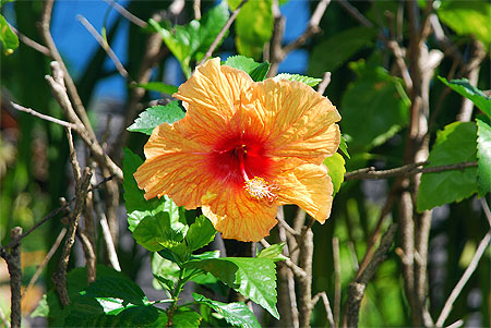 Hibiscus des Marquises