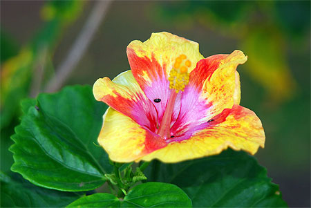 Hibiscus aux Marquises