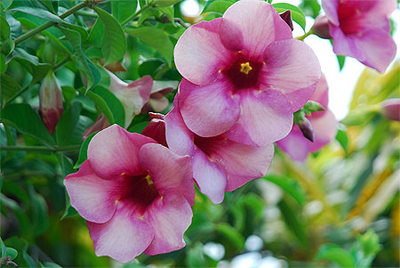 Fleurs de Polynesie