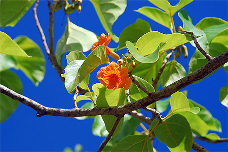 Fleurs des Marquises