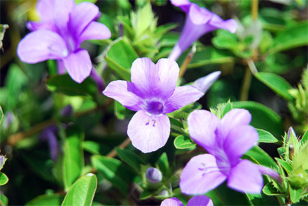 Fleurs des Marquises