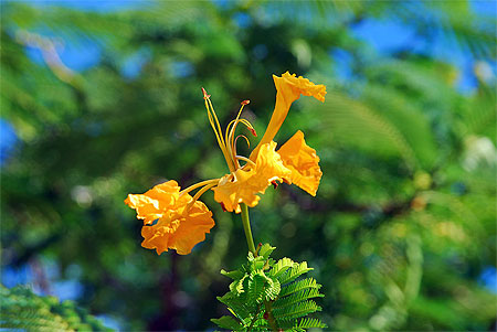 Fleurs des Marquises