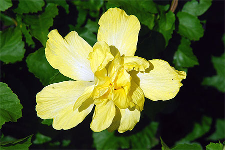 Fleurs des Marquises