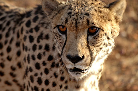 Gu�pard