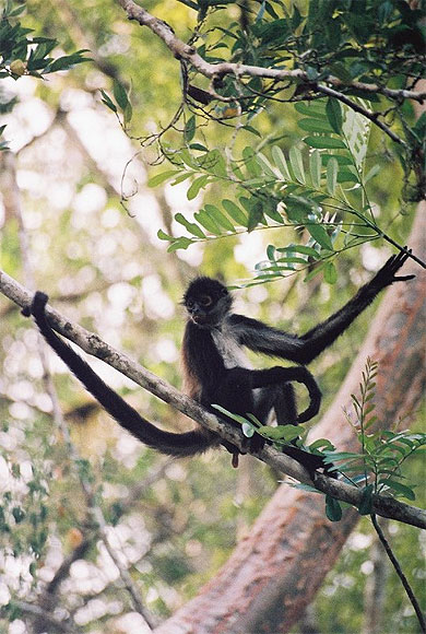 Singe-araign�e
