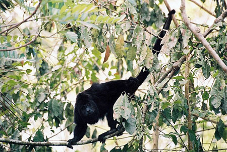 Singe hurleur