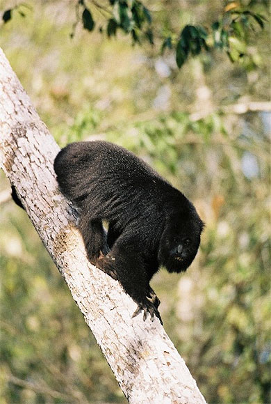 Singe qui hurle