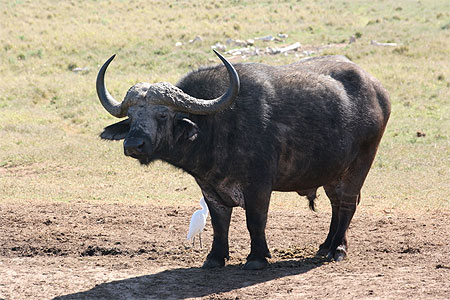 Buffle
