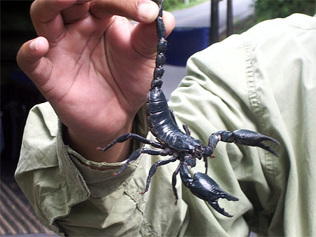Scorpion