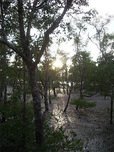 Mangrove
