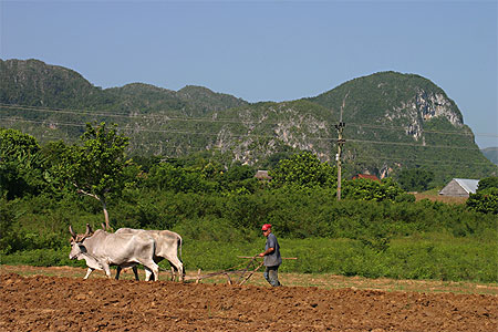 Z�bus et mogote