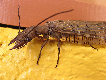 Costa Rica, pays des insectes