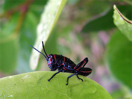 En rouge et noir