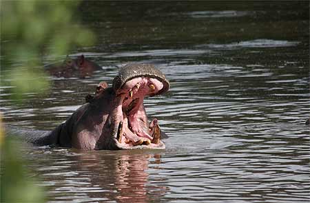 Belles dents d'Hippo