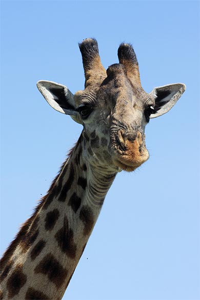 Gros plan girafe