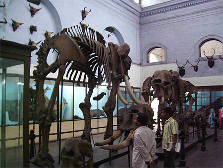 Squelette d'�l�phant