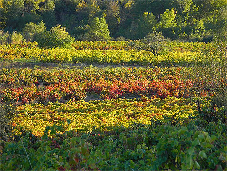 Vignes vers Rasigu�res