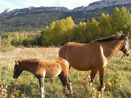 Chevaux en pays Cathare