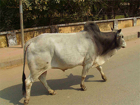 Vache