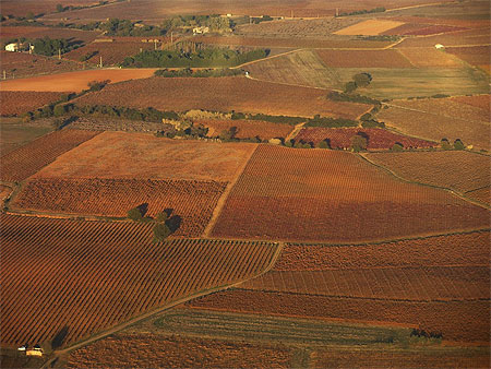 Couleurs du soir sur les vignes