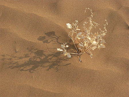 Ikebana dans le d�sert
