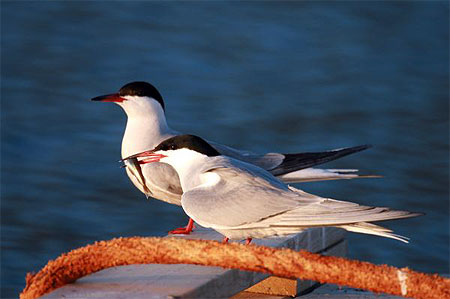 Couple de sterne artique aux Lofoten