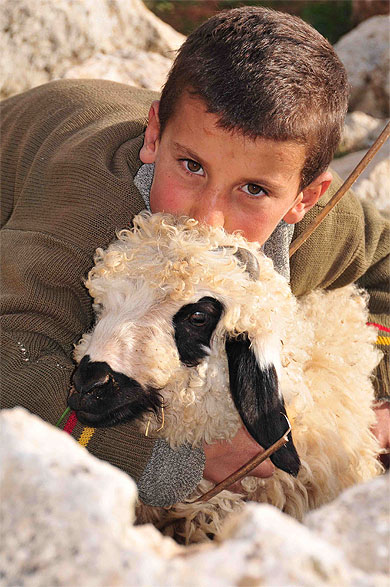 Petit berger kurde