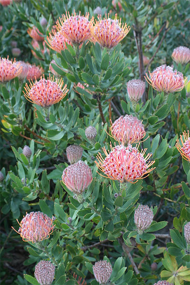 Belles fleurs