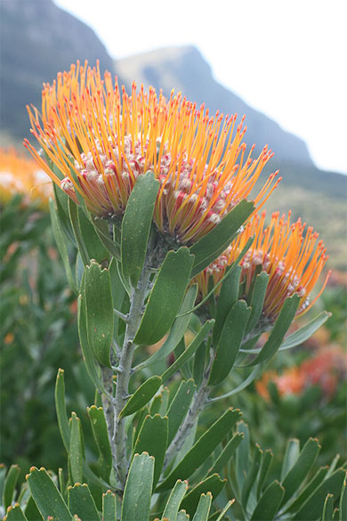 Les proteas