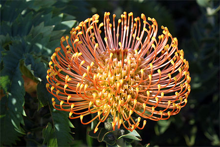 Proteas