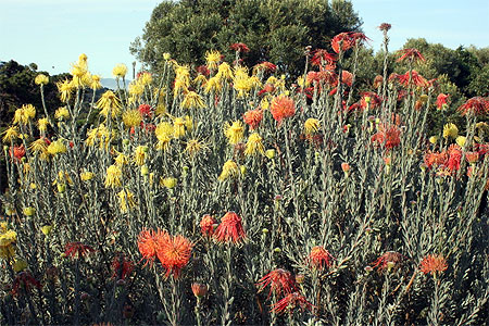 Fynbos