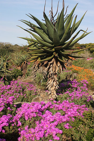 Kirstenbosch