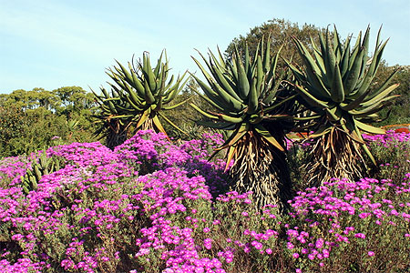 Jardin de Kirstenbosch