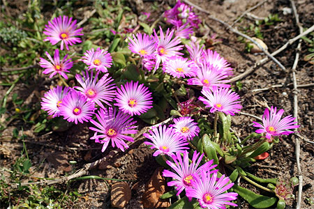 C'est le printemps!