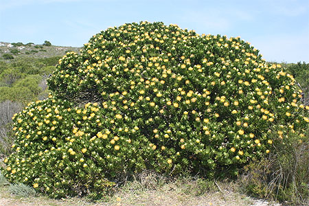 Fynbos
