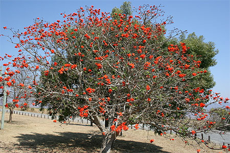 Corail rouge