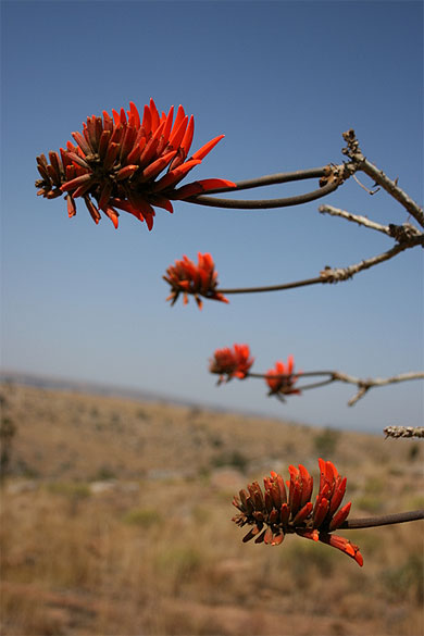 Arbre de corail rouge