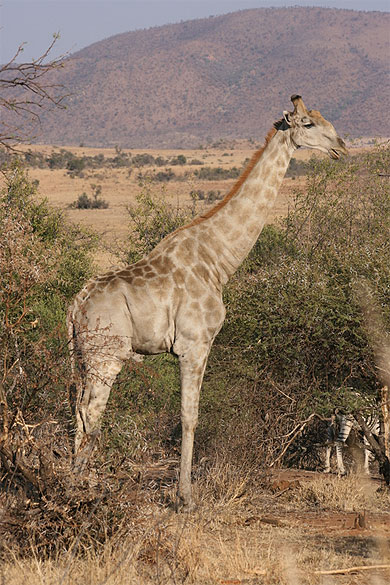 Girafe